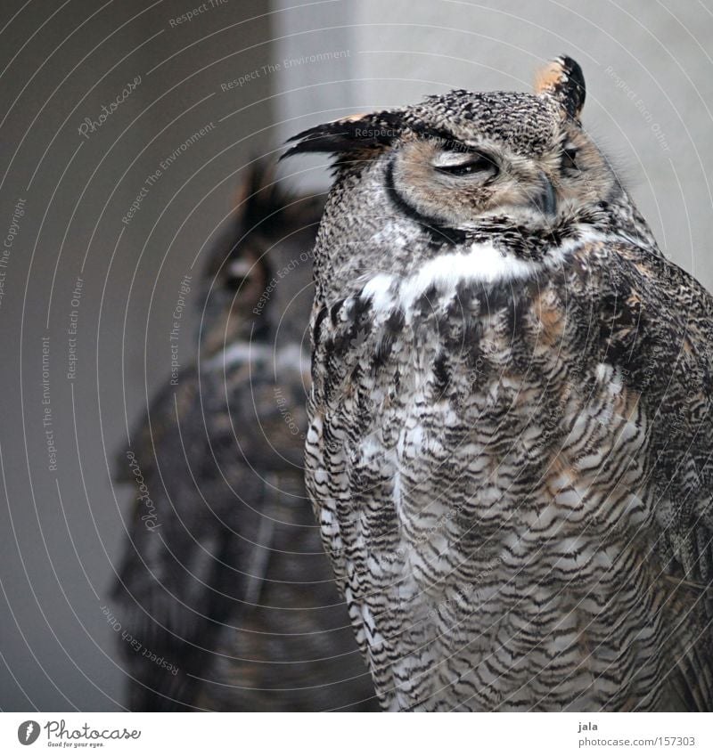 Bubo Uhu Eulenvögel Vogel Tier Feder Gesichtsausdruck Ausdruck klug grau braun Natur Europa