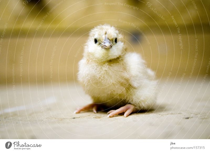 Küken Haushuhn frisch Blick stehen sitzen gelb Nachkommen Gelege Brutpflege Vogel neugeboren Hobelbank tollpatschig Kindheit