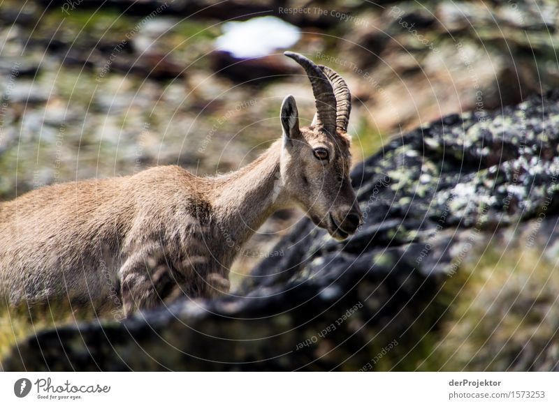 Weiblicher Alpensteinbock im Naturschutzgebiet Fer à Cheval, Savoyen Blick in die Kamera Ganzkörperaufnahme Tierporträt Porträt Starke Tiefenschärfe