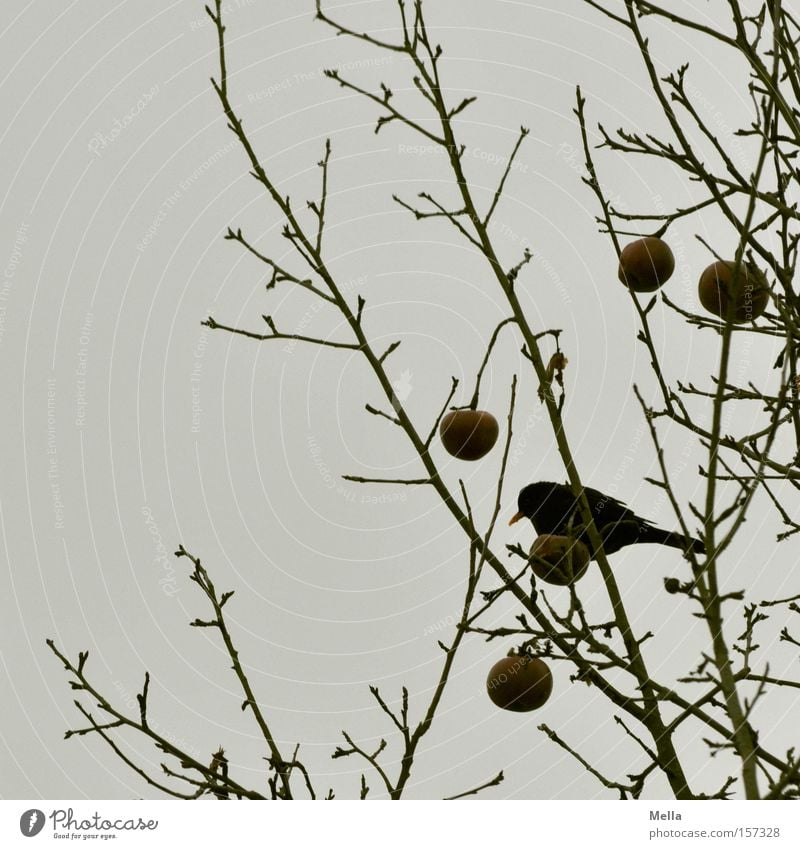 Hunger II Frucht Apfel Winter Baum Vogel Fressen trist grau Amsel Drossel Ast Zweig Geäst Futter trüb Farbfoto Gedeckte Farben Dämmerung Tag