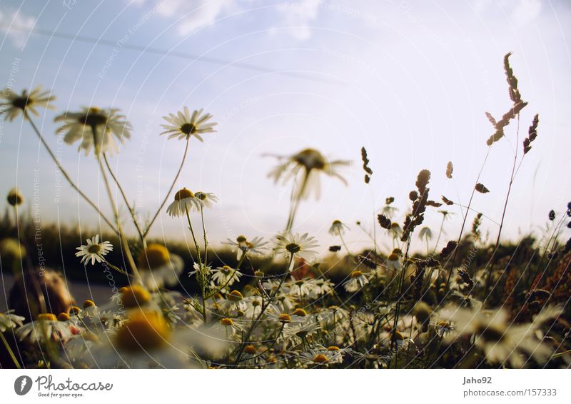 Kamille im Sommer Blume Blütenknospen Glück Frühling Freude verrückt Verzweiflung hervorrufen Verwechslung verwurzelt verziert verkehrt Himmel Pflanze