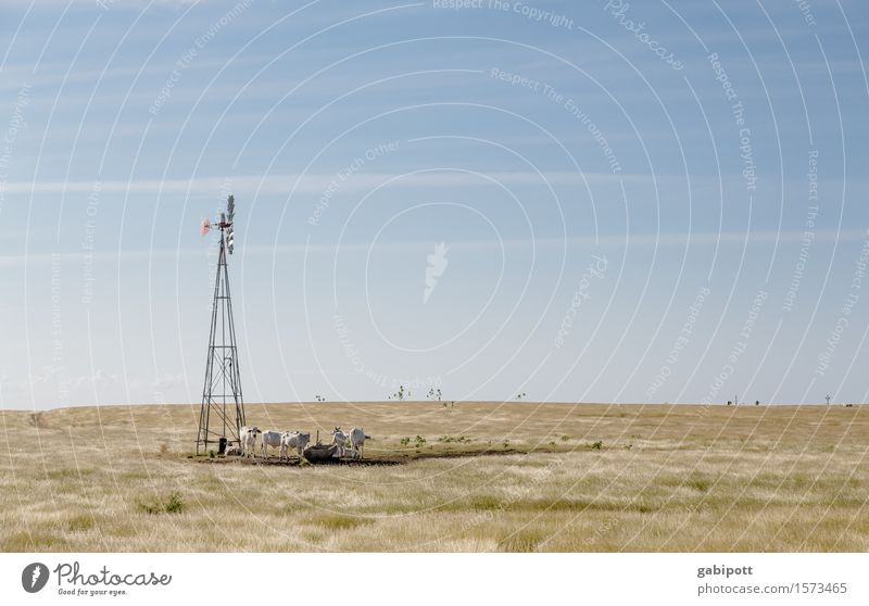 noch eins Ferien & Urlaub & Reisen Tourismus Ausflug Abenteuer Ferne Freiheit Umwelt Natur Himmel Horizont Sommer Schönes Wetter Feld Weide Steppe Kuba trist