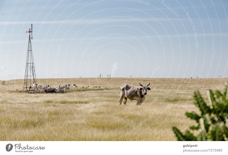 Kubanische Prärie Ferien & Urlaub & Reisen Tourismus Ausflug Abenteuer Ferne Freiheit Safari Sommerurlaub Natur Landschaft Urelemente Erde Himmel