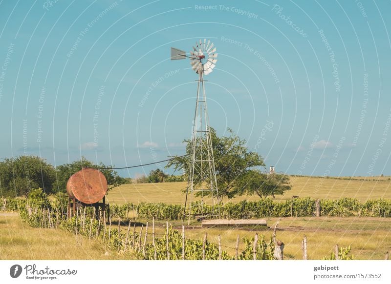 Kubanische Prärie Ferien & Urlaub & Reisen Tourismus Ausflug Abenteuer Ferne Freiheit Umwelt Natur Landschaft Himmel Wolkenloser Himmel Klima Klimawandel