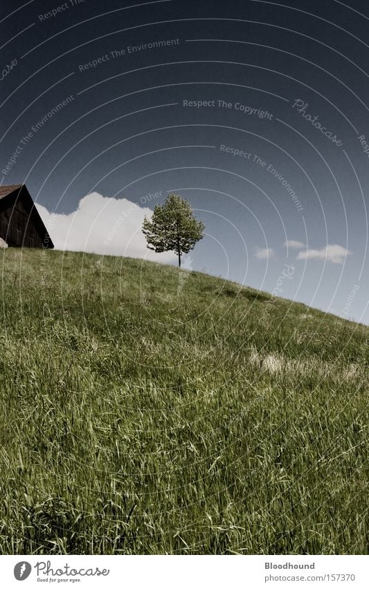 ^_i__ Farbfoto Gedeckte Farben Außenaufnahme Menschenleer Textfreiraum unten Tag Sommer Haus Umwelt Natur Landschaft Himmel Wolken Schönes Wetter Baum Gras