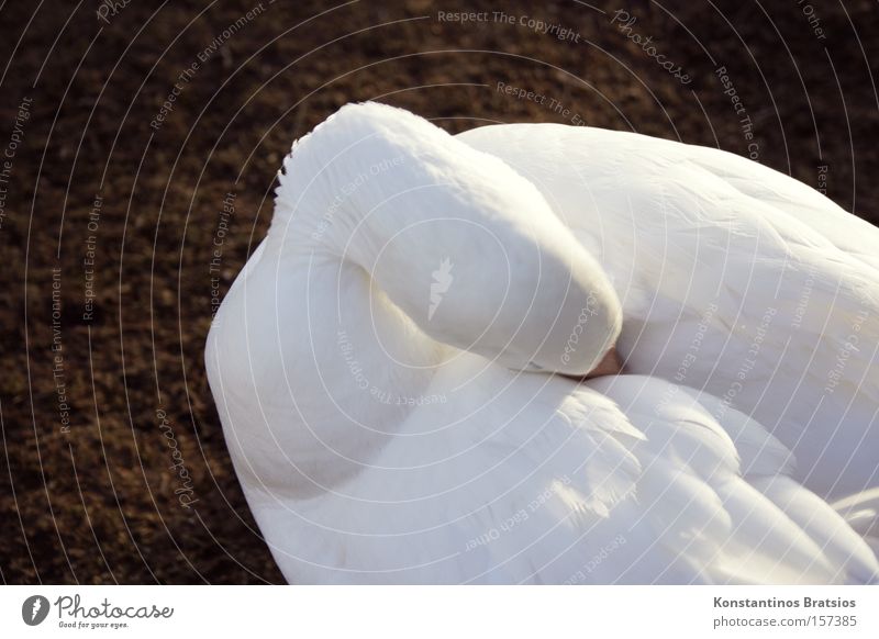 Gefiederpflege Farbfoto Außenaufnahme Tag Sonnenlicht Tierporträt schön Winter Schönes Wetter Vogel Reinigen weich weiß Reinlichkeit Sauberkeit Schneegans Gans