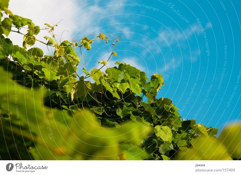 Wein, wild blau grün Himmel Klettern Natur Pflanze Ranke Sträucher Weinblatt echte weinrebe himmelsblick in vino veritas