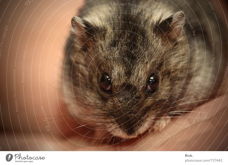 .evil Hamster Farbfoto Innenaufnahme Nahaufnahme Makroaufnahme Kunstlicht Unschärfe Schwache Tiefenschärfe Totale Blick Blick nach vorn Haare & Frisuren Hand