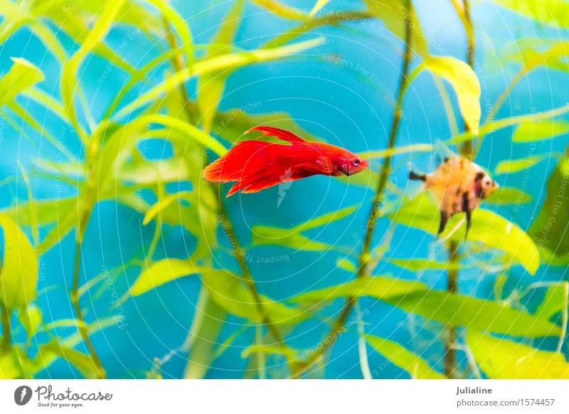 Aquarium-Hähnchen-Fisch im blauen Wasser Meer türkis Hahn Papagei Salz Skalar Apogon Rotfeuerfisch Goldfisch Farbfoto