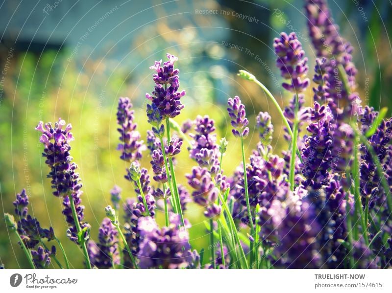 Er kommt, er kommt! Glück Wellness harmonisch Wohlgefühl Zufriedenheit Sinnesorgane Erholung Freizeit & Hobby Sommer Sonne Garten Sonnenlicht Blume Blüte