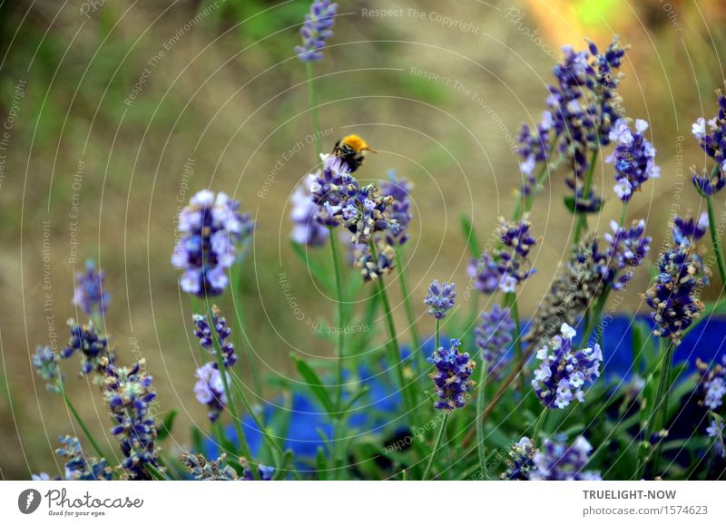 Bald wieder Natur Pflanze Sommer Schönes Wetter Blume Blatt Blüte Lavendel Garten Nutztier Wildtier Hummel 1 Tier berühren Blühend Duft Fressen krabbeln