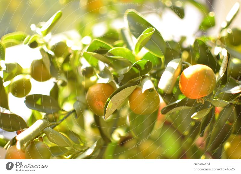 Orange 1 Frucht Sonne Sonnenlicht Frühling Sommer Schönes Wetter Pflanze Blatt Grünpflanze exotisch authentisch frisch Frühlingsgefühle Natur Farbfoto