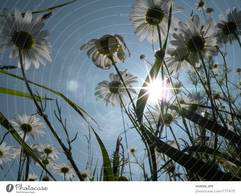 Gänseblümchen-Wald Blume Pflanze Natur Makroaufnahme Sonne Frühling Himmel Blüte Rasen Gras Nahaufnahme