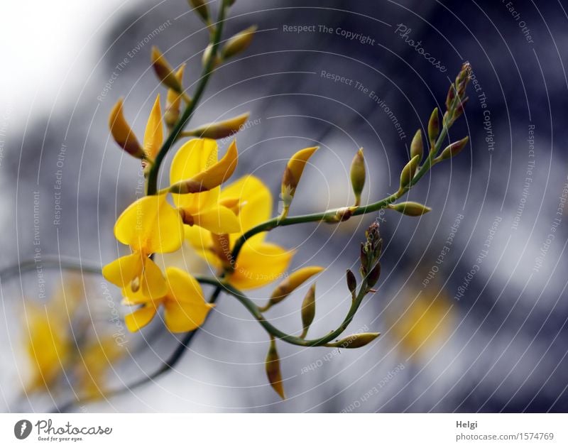 für willma... Umwelt Natur Pflanze Frühling Sträucher Blüte Wildpflanze Ginster Ginsterblüte Blütenknospen Wald Blühend Wachstum frisch schön einzigartig