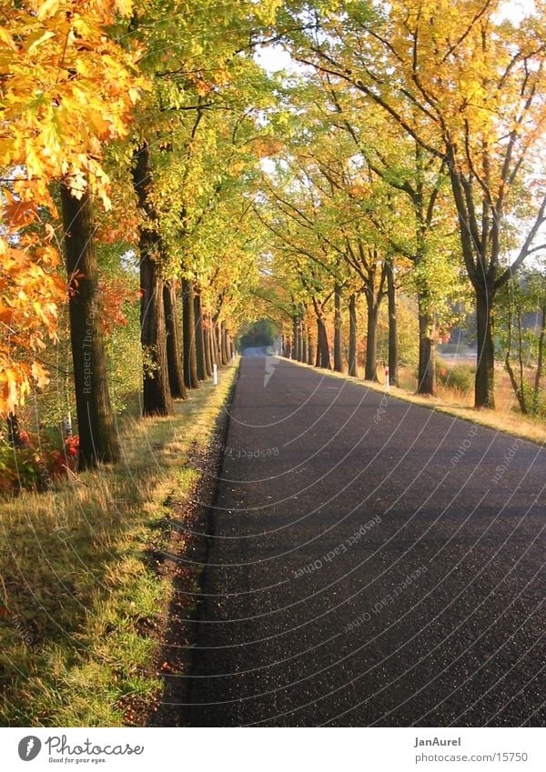 Goldener Herbst Allee Baum Blatt Romantik