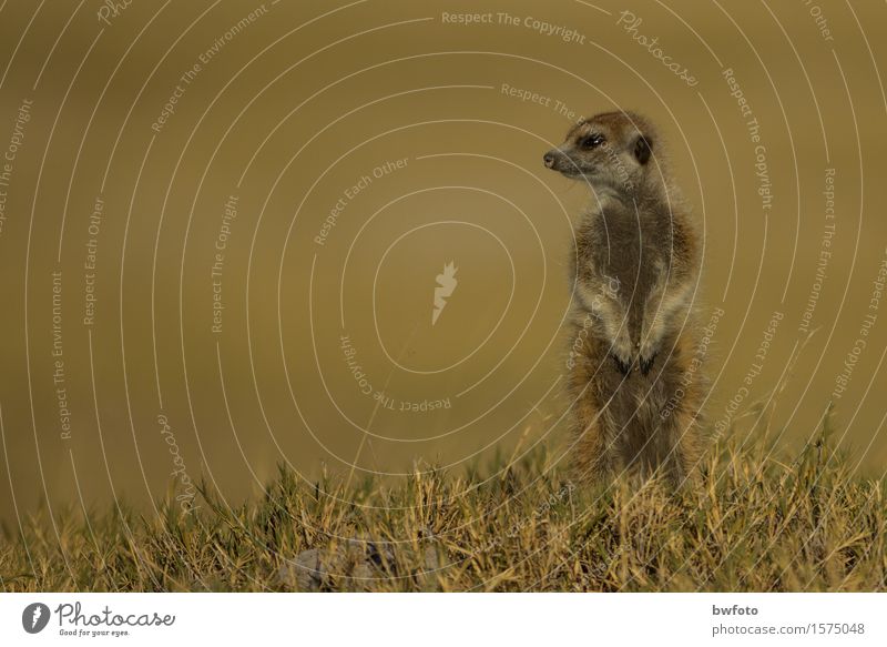 Erdmännchen - Wildlife Ferien & Urlaub & Reisen Tourismus Abenteuer Ferne Safari Natur Pflanze Wärme Gras Wiese Wüste Tier Wildtier 1 beobachten Blick niedlich