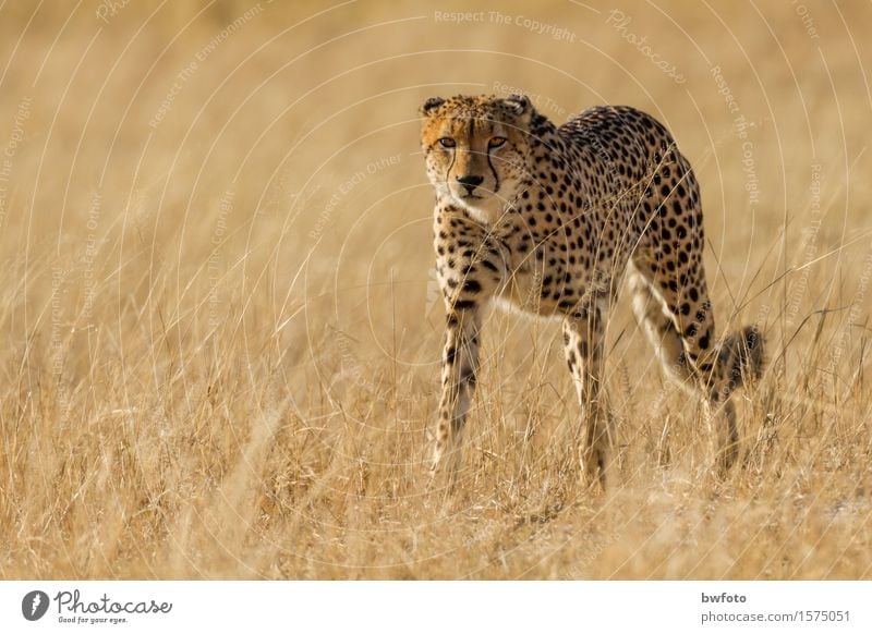 Gepard - Cheetah Ferien & Urlaub & Reisen Tourismus Abenteuer Safari Umwelt Natur Pflanze Schönes Wetter Wiese Tier Wildtier Fell 1 beobachten ästhetisch