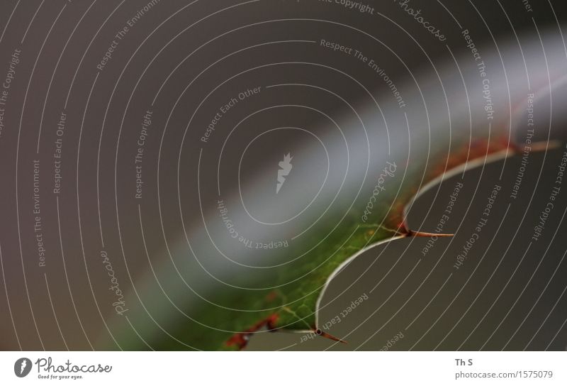 Blatt Natur Pflanze Frühling Herbst Winter Bewegung verblüht ästhetisch authentisch einfach elegant natürlich braun grau grün rot Gelassenheit geduldig ruhig