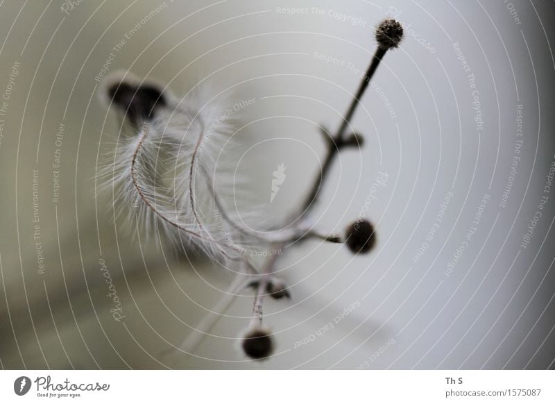 Pflanze Natur Frühling Bewegung ästhetisch authentisch einfach elegant natürlich grau schwarz weiß Gelassenheit geduldig ruhig einzigartig harmonisch Farbfoto