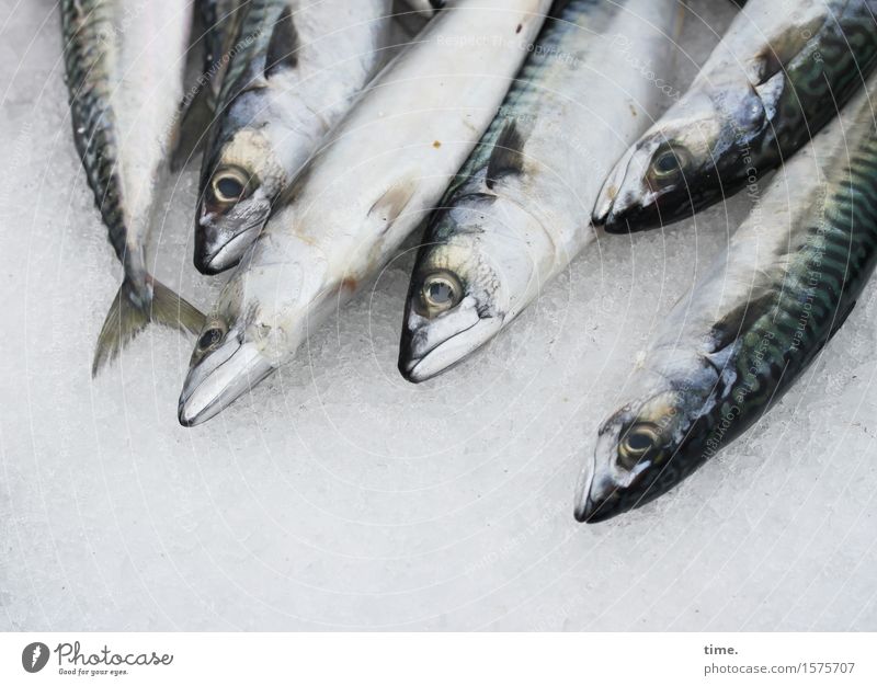 Festplatte für Pescetarier Lebensmittel Fisch Handel Marktstand Marktwirtschaft Wasser Tier Nutztier Totes Tier Tiergesicht Schuppen Tiergruppe Eis liegen