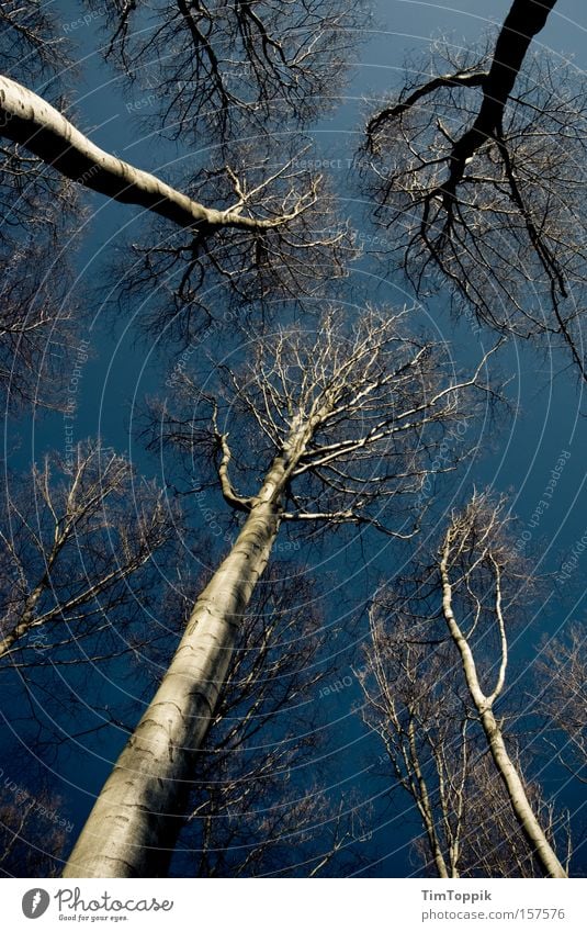 Into the wild wild wood Baum Wald hoch Höhe dunkel Einsamkeit geheimnisvoll Hinterhalt Natur Ast Zweig Himmel blau mystisch Angst Panik spukhaft