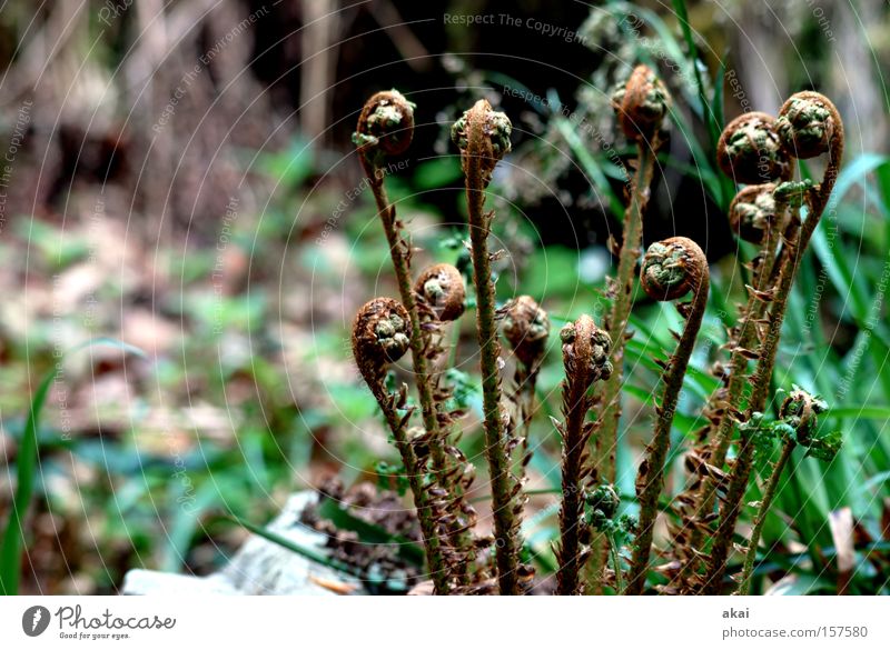 Frühling? Pflanze Natur Photosynthese Kraft Strukturen & Formen Botanik Echte Farne Sporen grün kultivieren akai