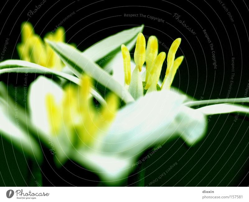 veris ante portas Frühling Blume Blüte Valentinstag Blühend Pflanze Kelchblatt Blütenblatt Staubfäden Fruchtblüte Unschärfe schön 14. Februar fuzziness