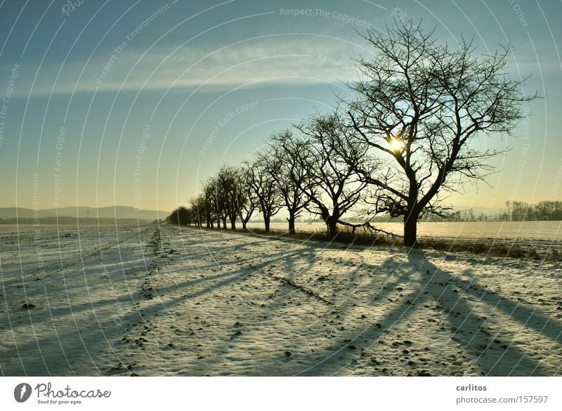 Bitte hinten anstellen .......... 2 aufgereiht Ordnung Baum Winter skurril Silhouette Gegenlicht Ferne Winterspaziergang typisch deutsch Schnee