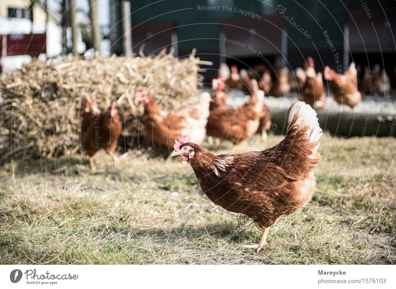 Huhn Tier Nutztier Vogel Tiergruppe Essen Gesundheit KAG Freiland Hühner Stall Geflügelfarm Güggel Poulet Hühnerfabrik Farbfoto Außenaufnahme Textfreiraum links