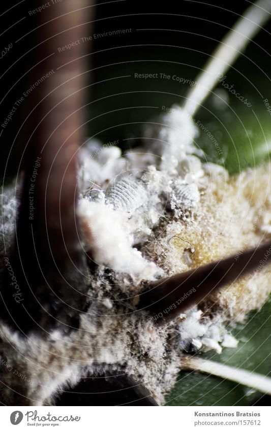 starker Befall Farbfoto Nahaufnahme Makroaufnahme Menschenleer Tag Schatten Schwache Tiefenschärfe Pflanze Kaktus Stachel Wüste Tier Schmierlaus Ekel klein