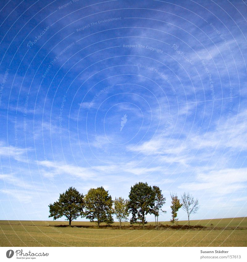 Baumoase Weide Einsamkeit Wiese Landschaft Ödland Mitte leer Pflanze Himmel sommerlich karg