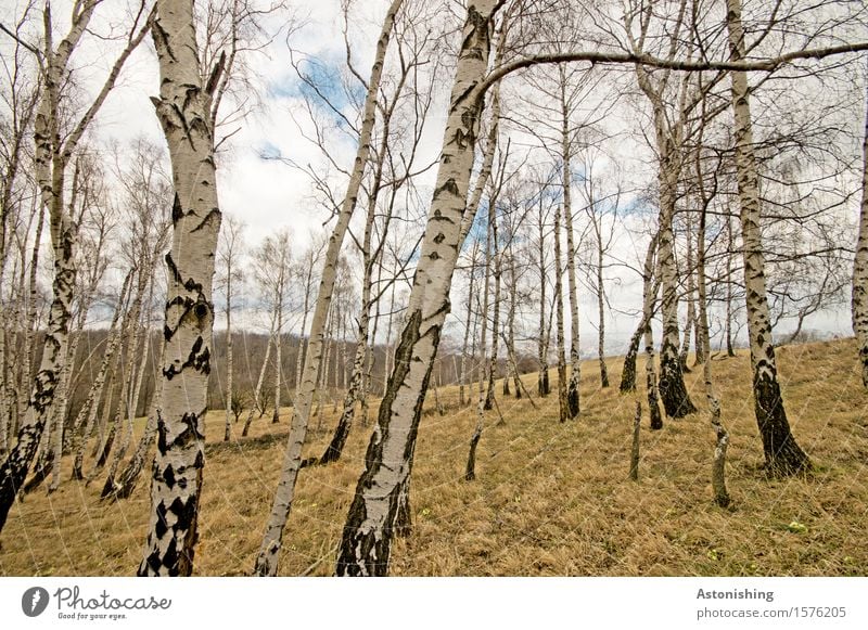 Birkenhain Umwelt Natur Landschaft Pflanze Luft Himmel Wolken Horizont Frühling Wetter Baum Gras Garten Park Wiese Wald Hügel stehen alt hoch blau schwarz weiß