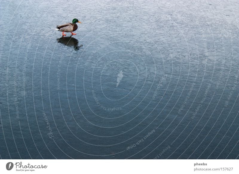 ente eislauf Wasser gefroren Erpel Winter kalt Schlittschuhlaufen Donau Eis Ente