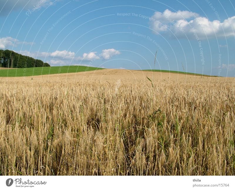 Weizenfeld Feld Ähren grün Sommer Berge u. Gebirge Himmel. Wiese Ernte