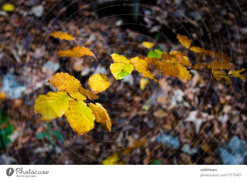 Herbstblätter Baum mehrfarbig herbstlich Blatt Herbstlaub Herbstfärbung Herbstwald Idylle Natur Schweiz Weissenstein leuchten