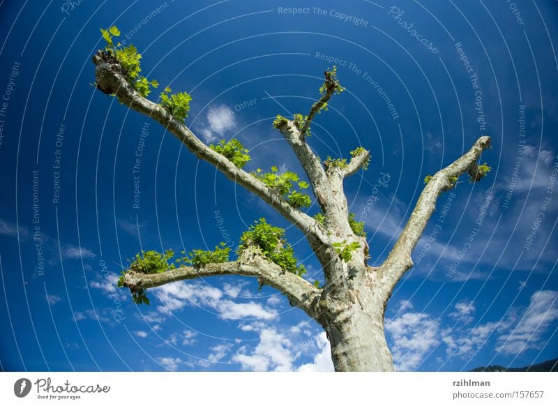 Platane Ast Baum Himmel Kondensstreifen Baumrinde blau Flugzeug grün Platanengewächs ahornblättrig zurückgeschnitten