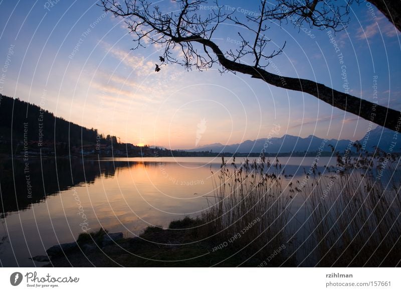 Der Tag erwacht Bayern Erholung Frieden frisch Idylle Landschaft ruhig Schilfrohr See Sonne aufwachen Hopfensee