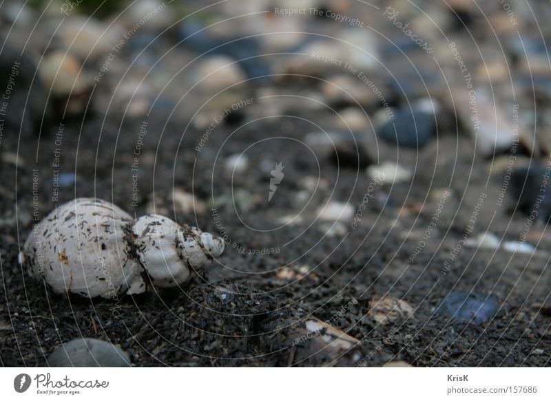 eine von vielen Muschel Natur Strand Meer unberührt Schnecke Kontrast Stein dunkel Einsamkeit Trauer Sehnsucht Rückzug Vielfältig ruhig Makroaufnahme