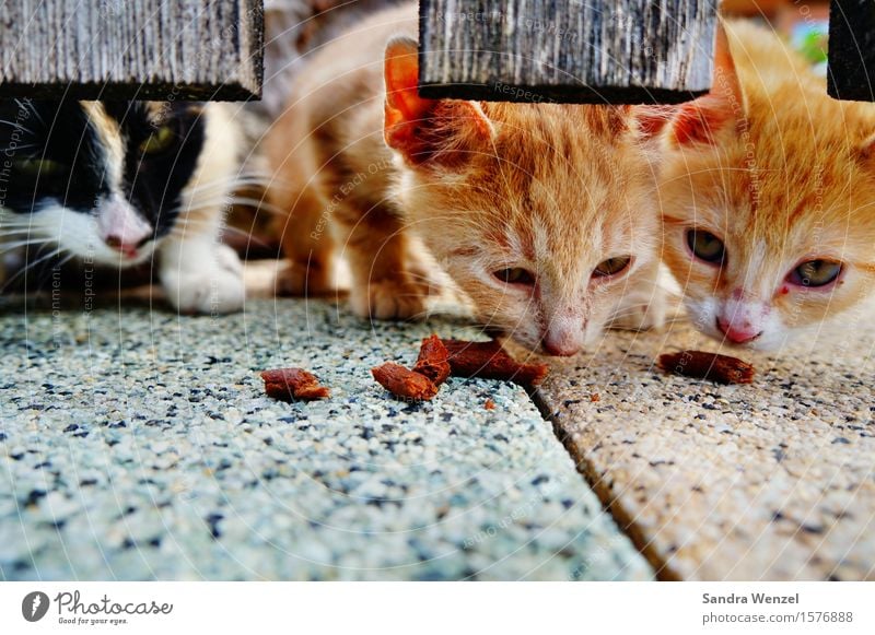 Katzenkinder Tier Haustier 3 füttern genießen hocken Hundefutter Katzenfutter Ernährung Außenaufnahme Nahaufnahme Vorderansicht Blick nach vorn