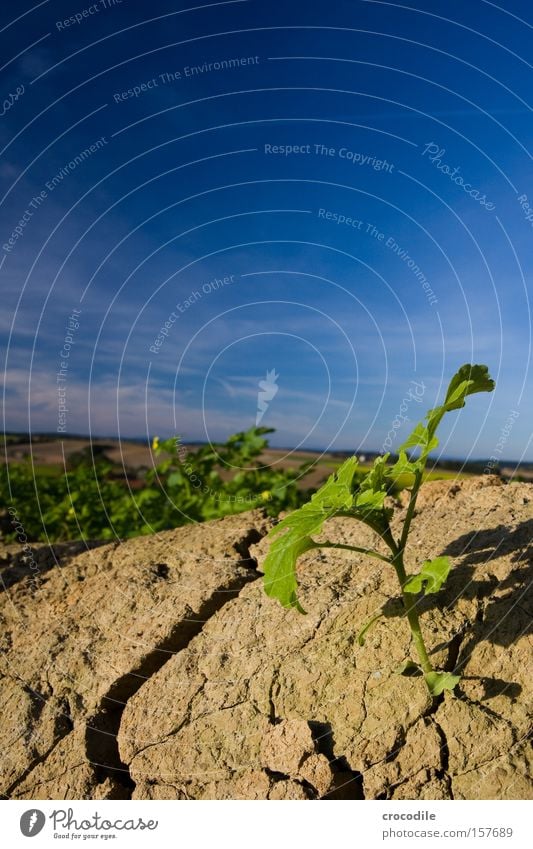 Frühlingserwachen Feld Jungpflanze Blühend grün Himmel Pol- Filter Erde Kruste Kartoffeln Makroaufnahme Nahaufnahme hervorbrechen