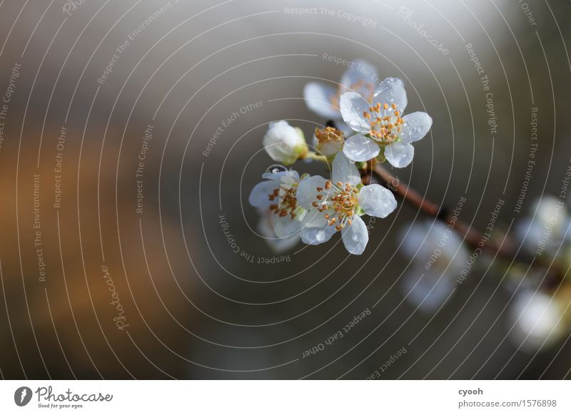 die Schönheit des Frühlings Natur Pflanze Baum Blume Blüte Blühend Duft Wachstum frisch rund weich gelb weiß Lebensfreude Frühlingsgefühle Vorfreude Beginn