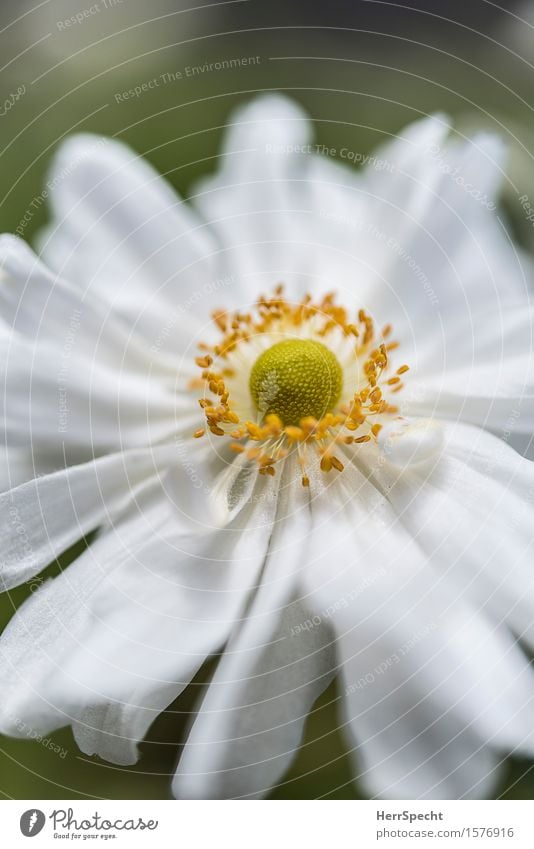 Landeplatz Natur Pflanze Blume Blüte ästhetisch frisch natürlich rund schön gelb weiß rein Blütenblatt Blütenstempel Fortpflanzung Blühend Blütenkelch zart