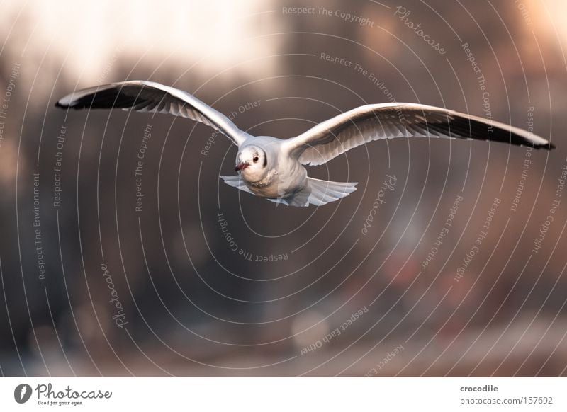 kommt ein vöglein geflogen... gleiten fliegen Schweben Luft Schnabel Geschwindigkeit frei Freiheit Vogel schön möve Luftverkehr Feder Flügel