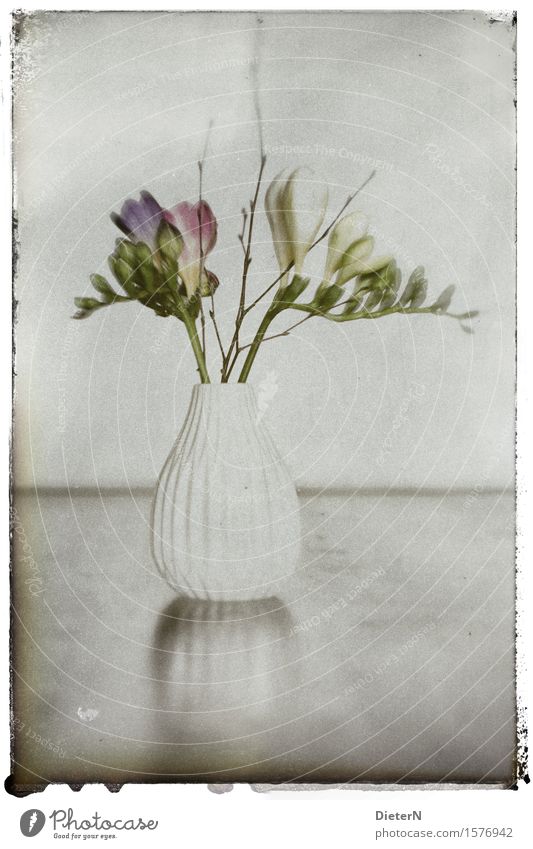 Y Pflanze Blume Blatt Blüte grau grün weiß retro Retro-Farben Blumenvase Farbfoto Gedeckte Farben Innenaufnahme Studioaufnahme Nahaufnahme Detailaufnahme