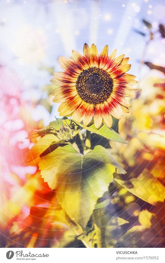 Hübsche Sonnenblume im Garten Lifestyle Design Sommer Natur Pflanze Herbst Sträucher Blatt Blüte Park Feld Blühend gelb pretty Pollen Blume rot Farbfoto