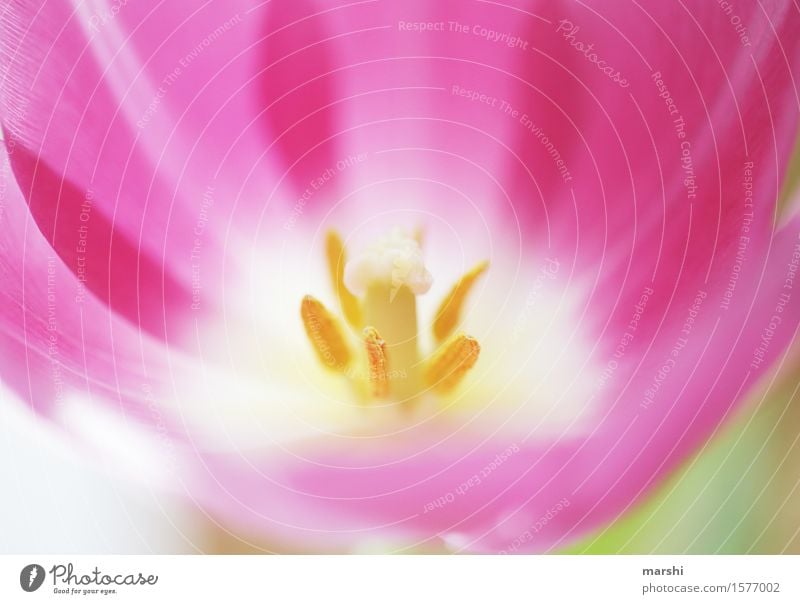 pink&gelb Natur Pflanze Blume Tulpe Stimmung rosa Garten Blüte Blütenknospen Blütenpflanze Blütenstempel Blütenkelch schön Frühling Farbfoto Außenaufnahme