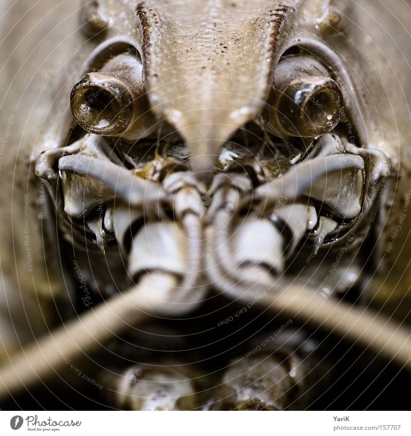 schau mir in die augen kleines Schere Fühler gepanzert Panzer hart Zacken Gebiss Chitin Kontrast Auge Tier Makroaufnahme Detailaufnahme Flußkrebs Nahaufnahme