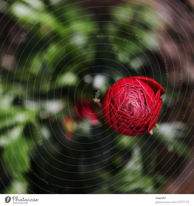 Ranunkelzeit Natur Pflanze Frühling Blume Blüte Grünpflanze Stimmung rot Garten Blütenknospen Farbfoto Außenaufnahme Detailaufnahme Makroaufnahme