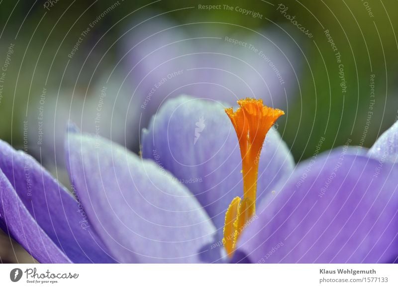 Frühlingsgefühle Lebensmittel Umwelt Natur Pflanze Blume Krokusse Garten Park Blühend blau grün orange Pollen Farbfoto Außenaufnahme Nahaufnahme Detailaufnahme