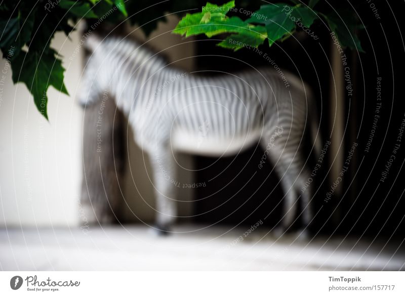 To blur a zebra 2.0 Zebra Zoo Tier Unschärfe Streifen Zebrastreifen Tiergarten Baum Zweig Ast Säugetier Garten Park Afrika